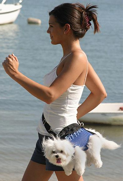 Doggone Ridiculous